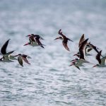 如何通过兴发XF187手机版提升你的娱乐生活质量 449i768