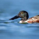 如何通过亚汌城手机APP提升你的城市生活体验 75l3r