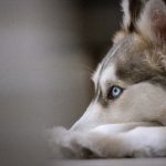 如何顺利完成傲世皇朝注册,开启你的游戏之旅 ik5uep71